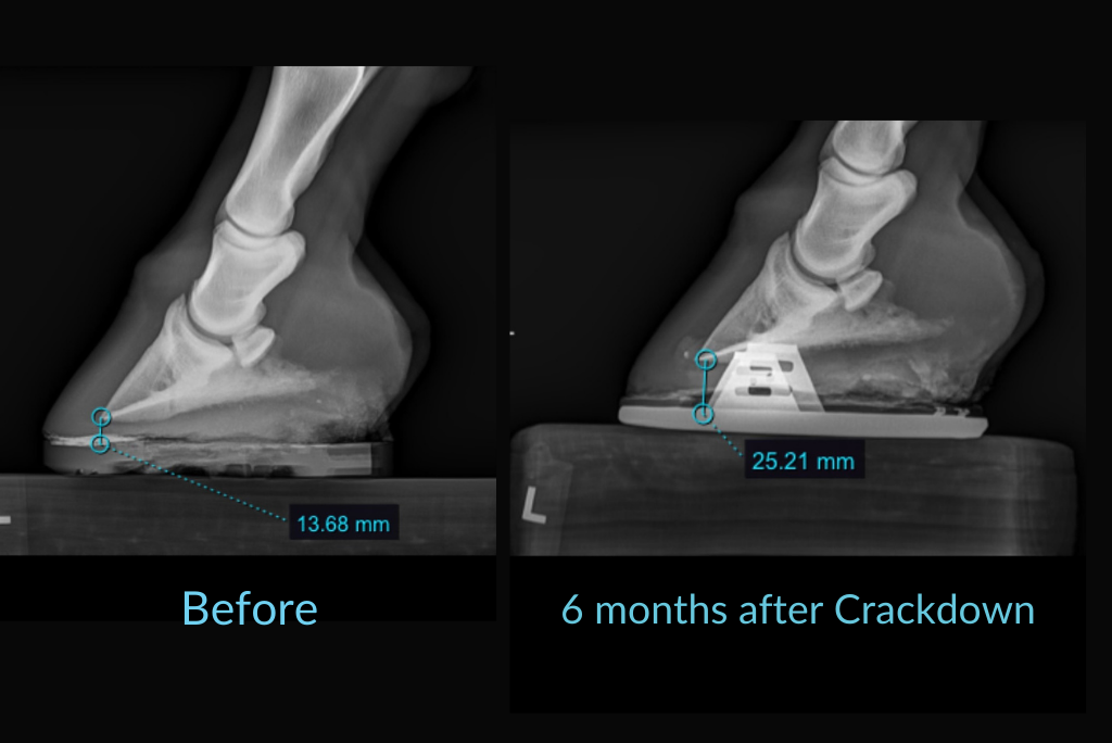 We struggled to get this horse's feet to grow any sole despite trying several different avenues. 